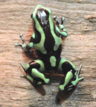 Image of Gold Arrow-poison Frog