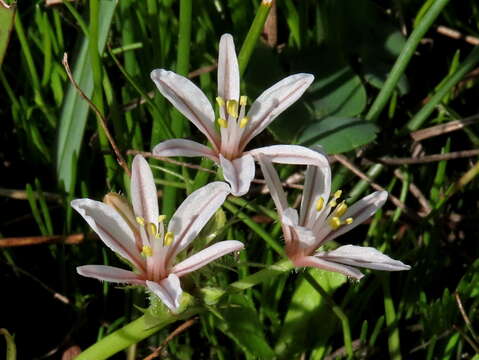 Image of Trachyandra filiformis (Aiton) Oberm.