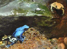 Image of Dyeing Poison Frog