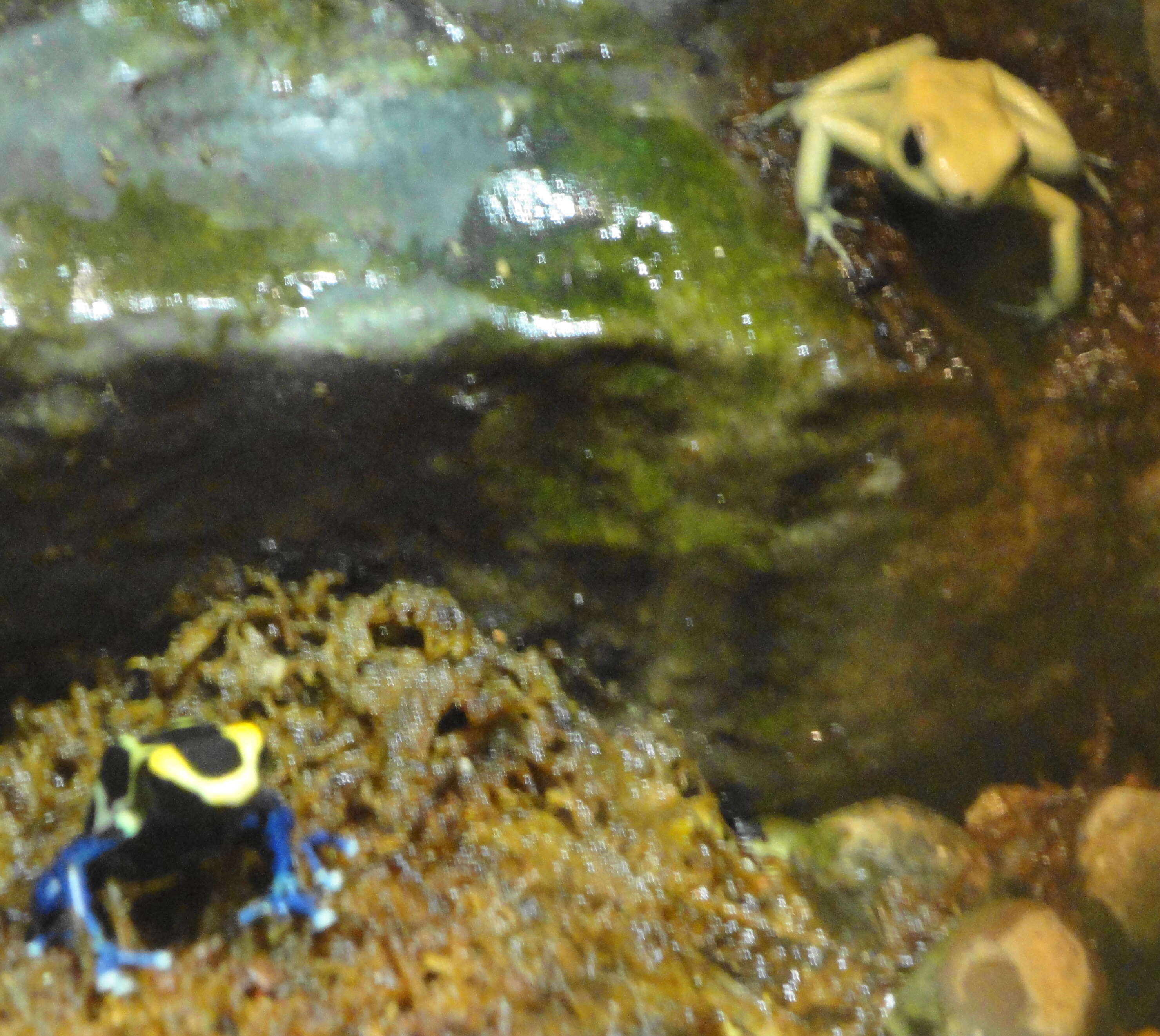 Image of Dyeing Poison Frog