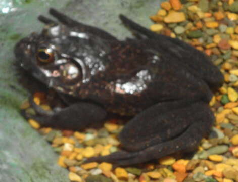 Image of American Bullfrog