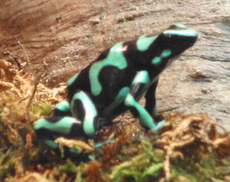 Image of Gold Arrow-poison Frog