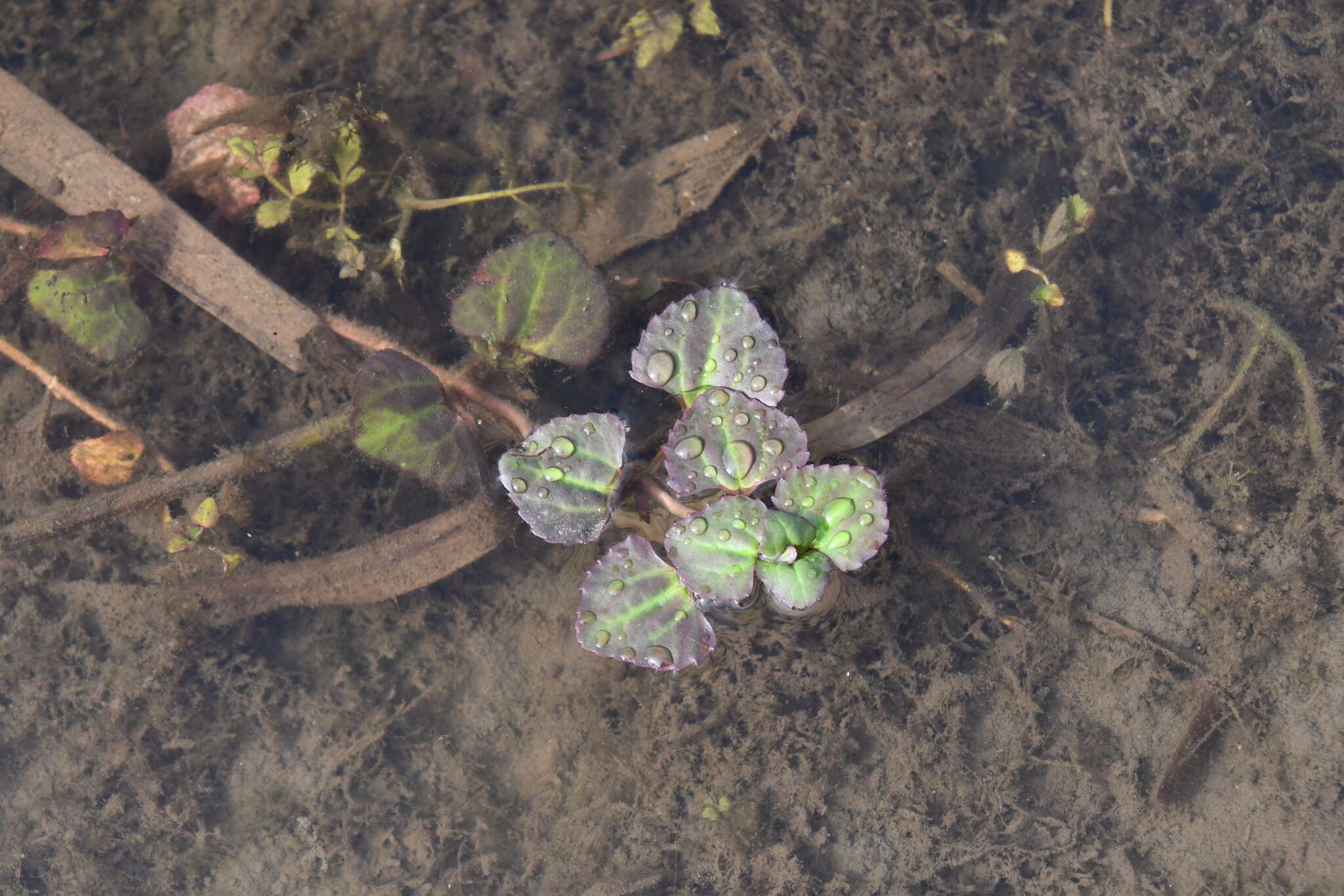 Image of Trapella sinensis Oliv.