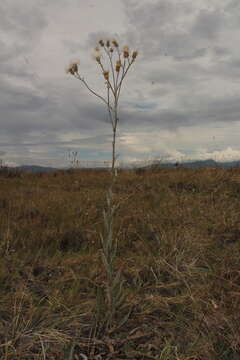 Image of Cirsium coahuilense G. B. Ownbey & D. J. Pinkava