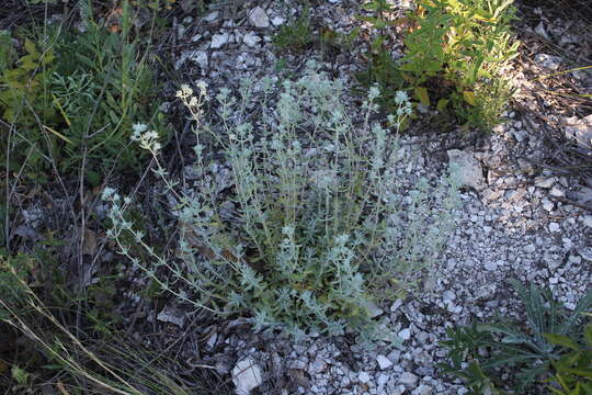 Sivun Teucrium polium L. kuva