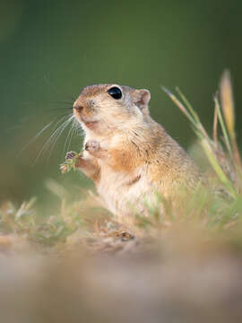 Image of gerbils, jirds, and relatives