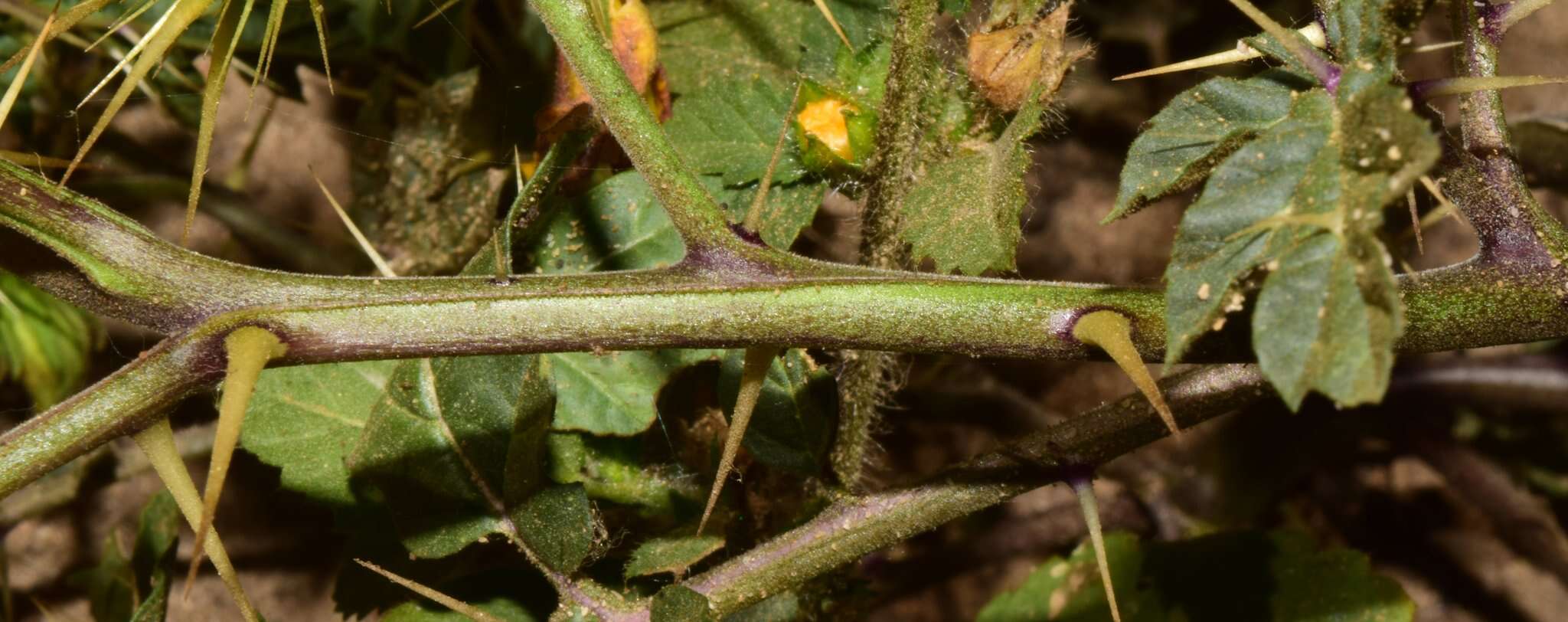 Imagem de Solanum angustifolium Houst. ex Miller