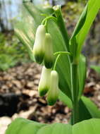 Image de Polygonatum biflorum (Walter) Elliott