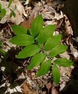 Image de Polygonatum biflorum (Walter) Elliott