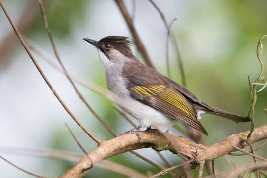 Image of Ashy Bulbul