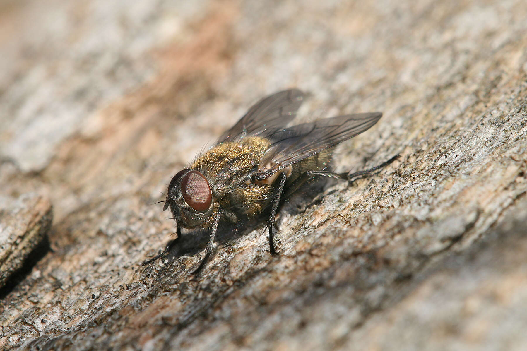 صورة Pollenia rudis (Fabricius 1794)