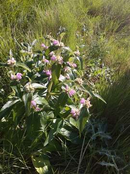 Image of Phlomis herba-venti L.