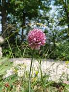 Image of sand leek