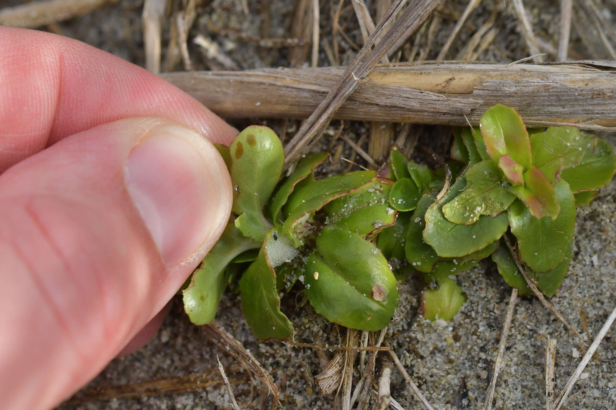 Image of Epilobium billardierianum subsp. billardierianum