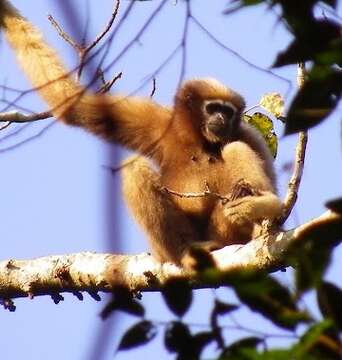 Image of Hoolock Gibbon