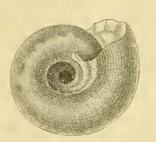 Image of Ethminolia ornatissima (Schepman 1908)