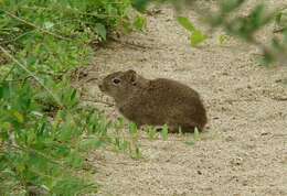 صورة Galea leucoblephara Burmeister 1861