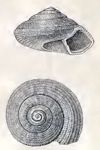 Image of Ethminolia ornatissima (Schepman 1908)