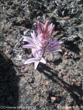 Lachenalia corymbosa (L.) J. C. Manning & Goldblatt resmi