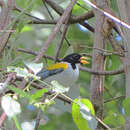 Image of Golden-winged Sparrow