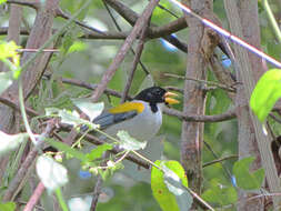 Image of Golden-winged Sparrow