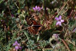 Image of Gabb's Checkerspot