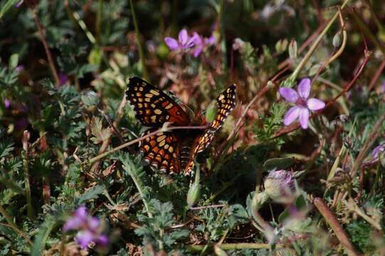 Image of Gabb's Checkerspot