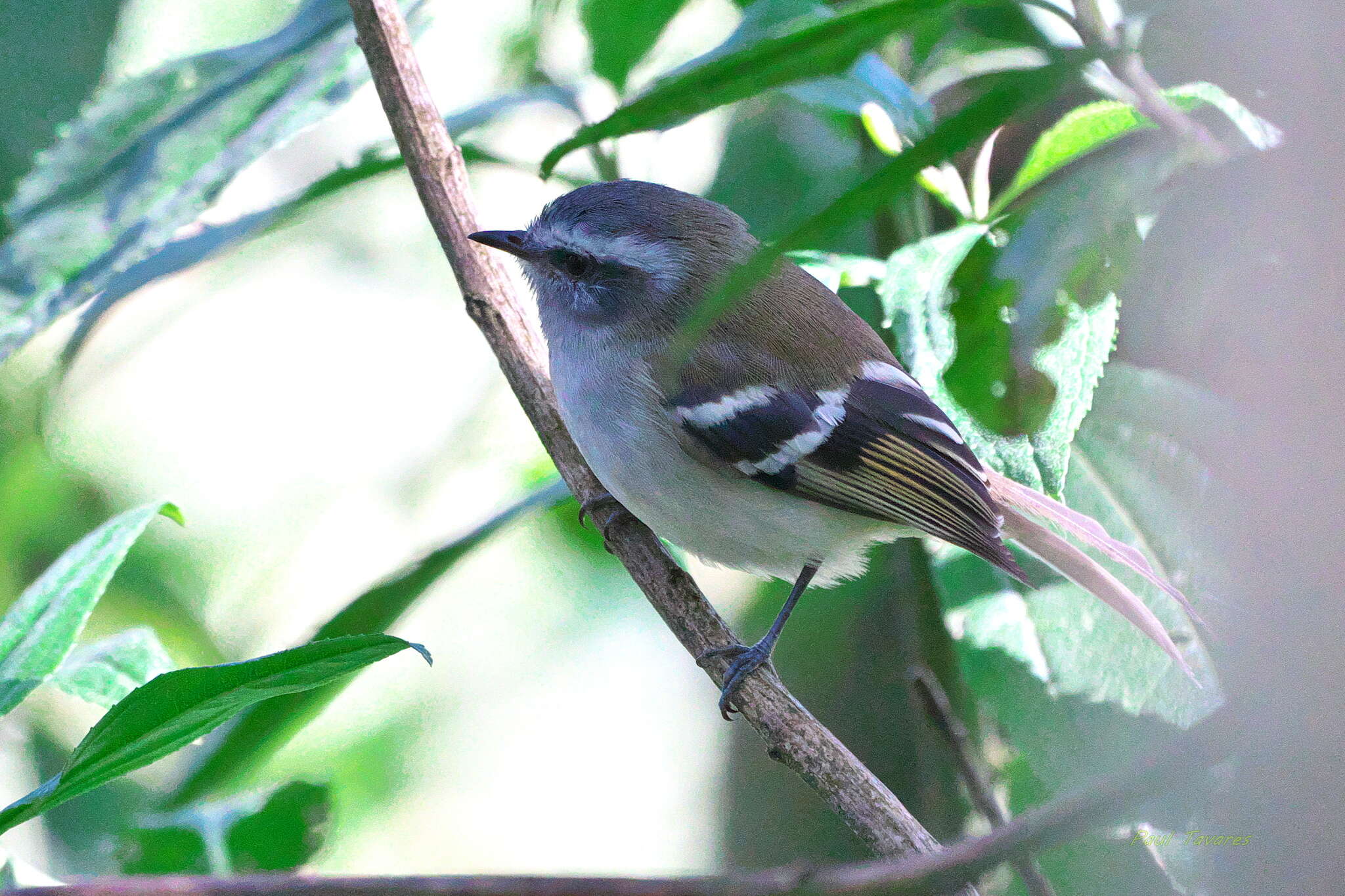 Plancia ëd Mecocerculus stictopterus (Sclater & PL 1859)