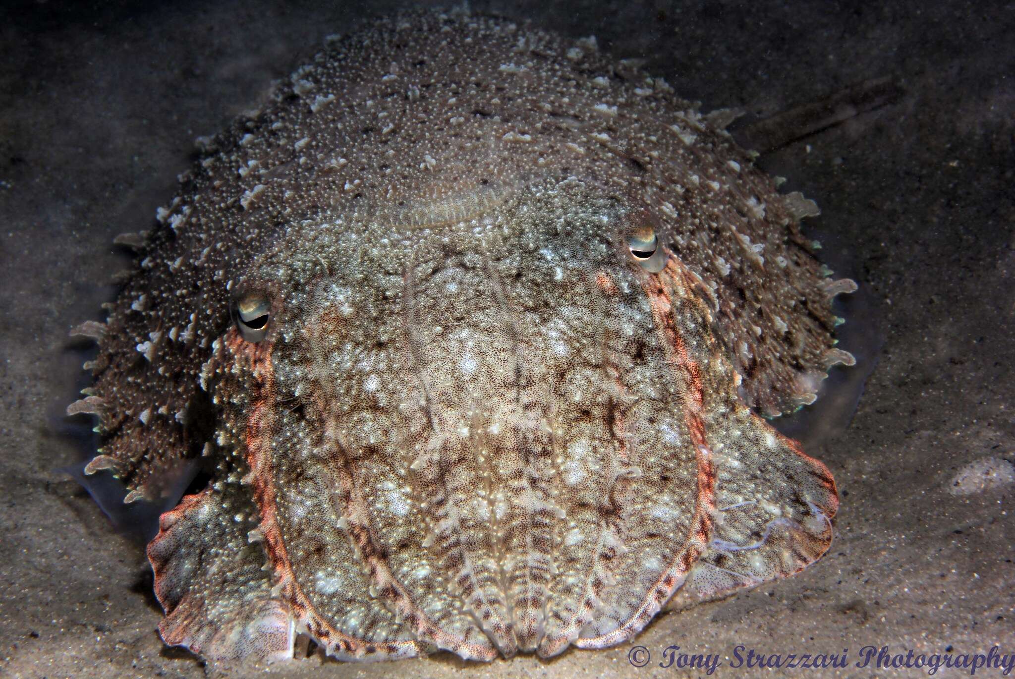 Image of Whitley’s cuttlefish