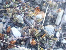 Image of Leptinella pectinata subsp. villosa (D. Lloyd) D. G. Lloyd & C. J. Webb