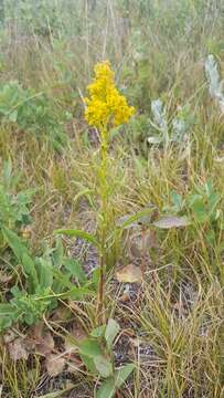 Image of Missouri goldenrod