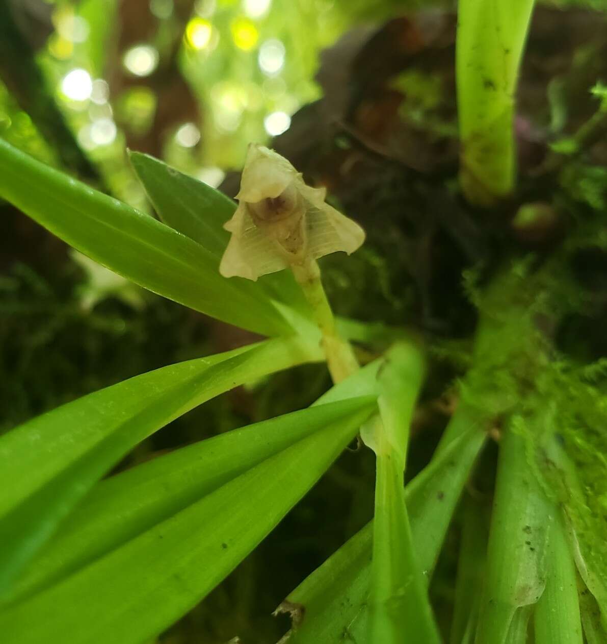 Image of Maxillaria angustissima Ames, F. T. Hubb. & C. Schweinf.