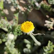 Слика од Anthemis pauciloba Boiss.