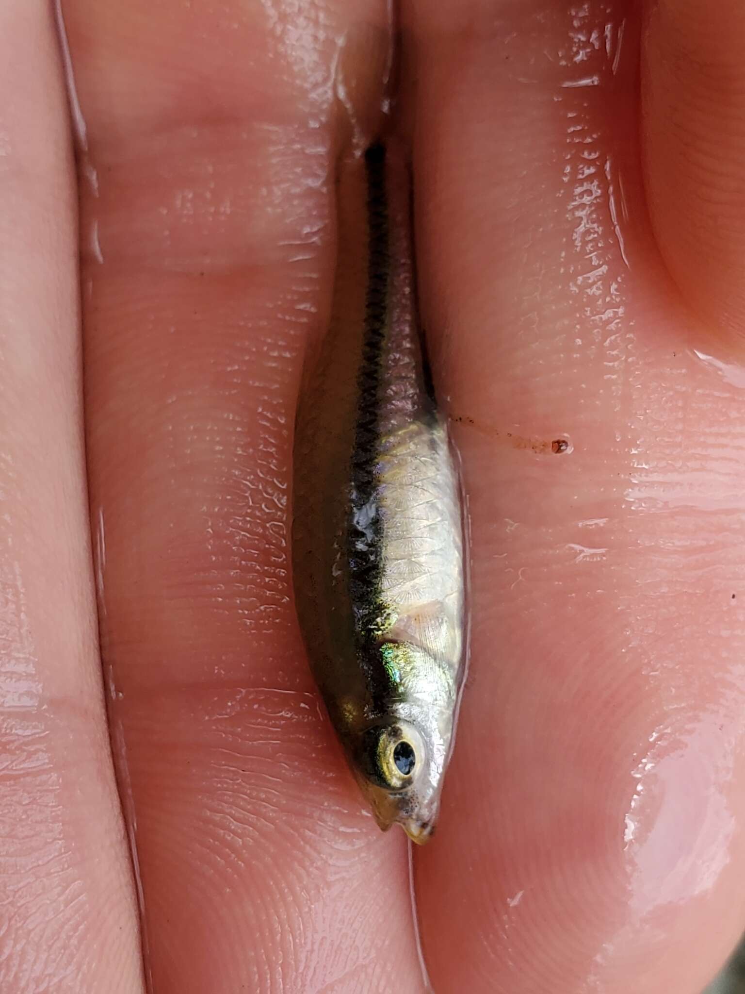 Image of Bluefin Killifish