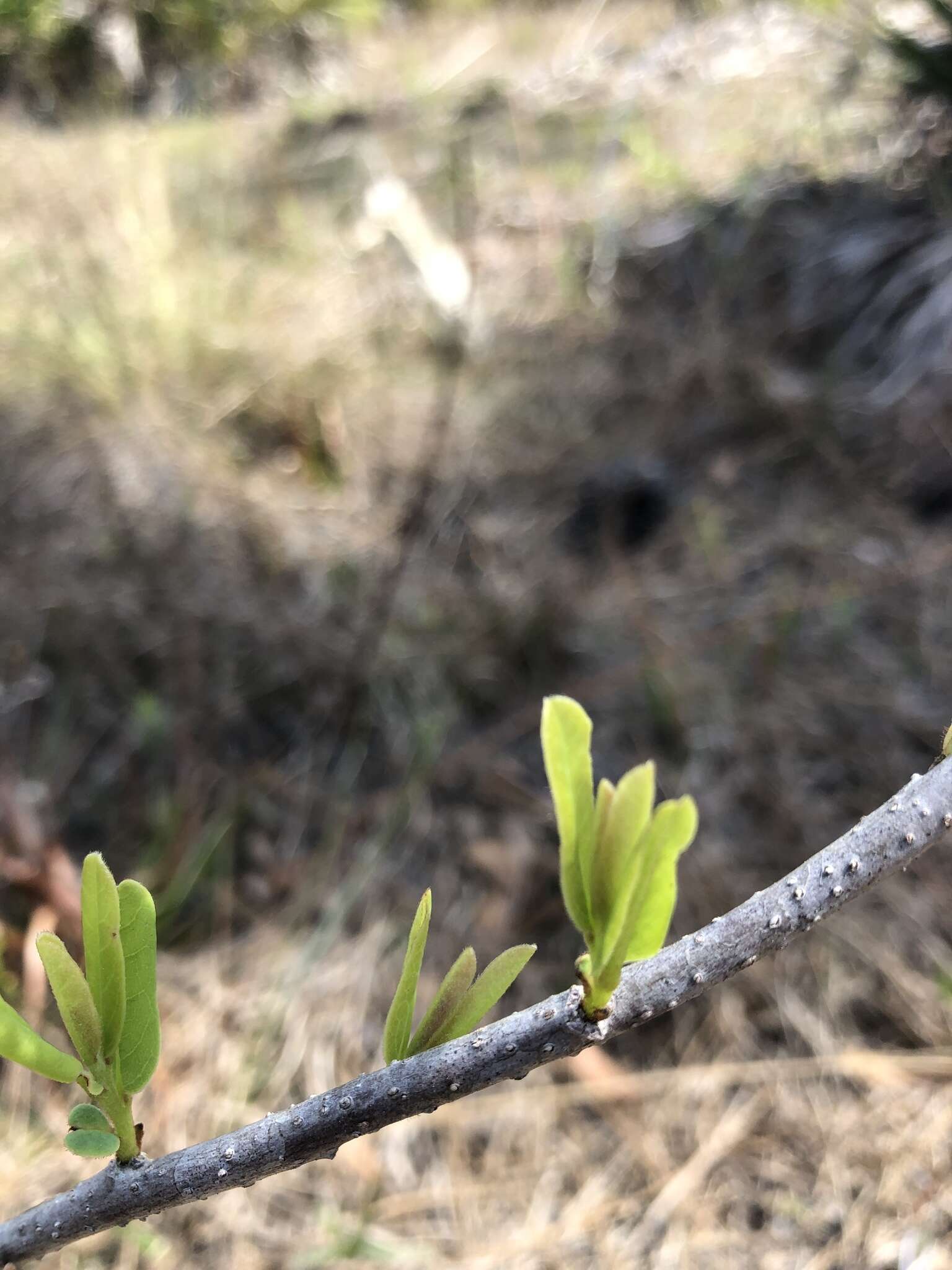 Plancia ëd Asimina reticulata Shuttlew. ex Chapm.