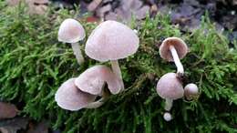 Image of Coprinopsis canoceps (Kauffman) Örstadius & E. Larss. 2015