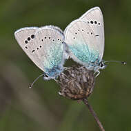 Image of Green-underside Blue