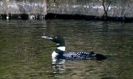 Image of loons