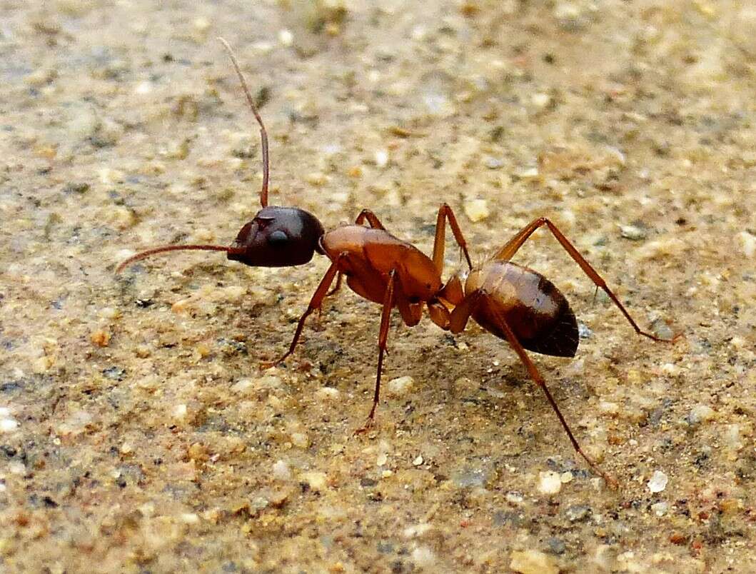 Image of Camponotus semitestaceus Snelling 1970