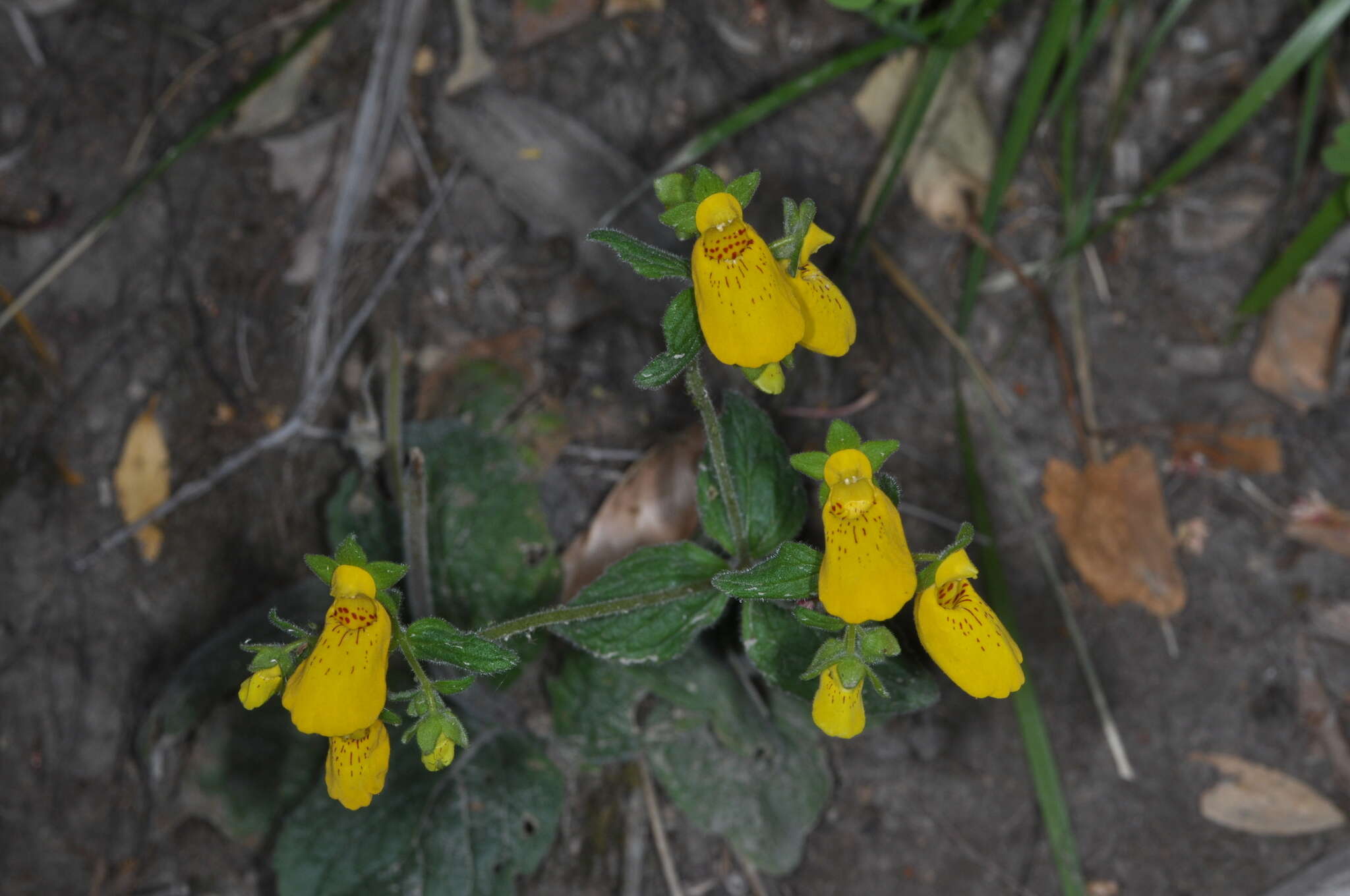 Image of Calceolaria crenatiflora Cav.