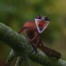 Image of Cat Gecko