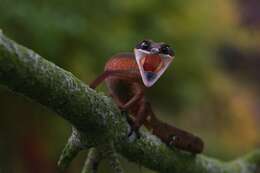 Image of Cat geckos