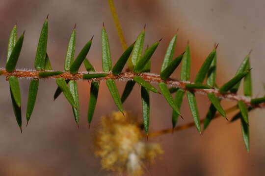 Image of juniper wattle