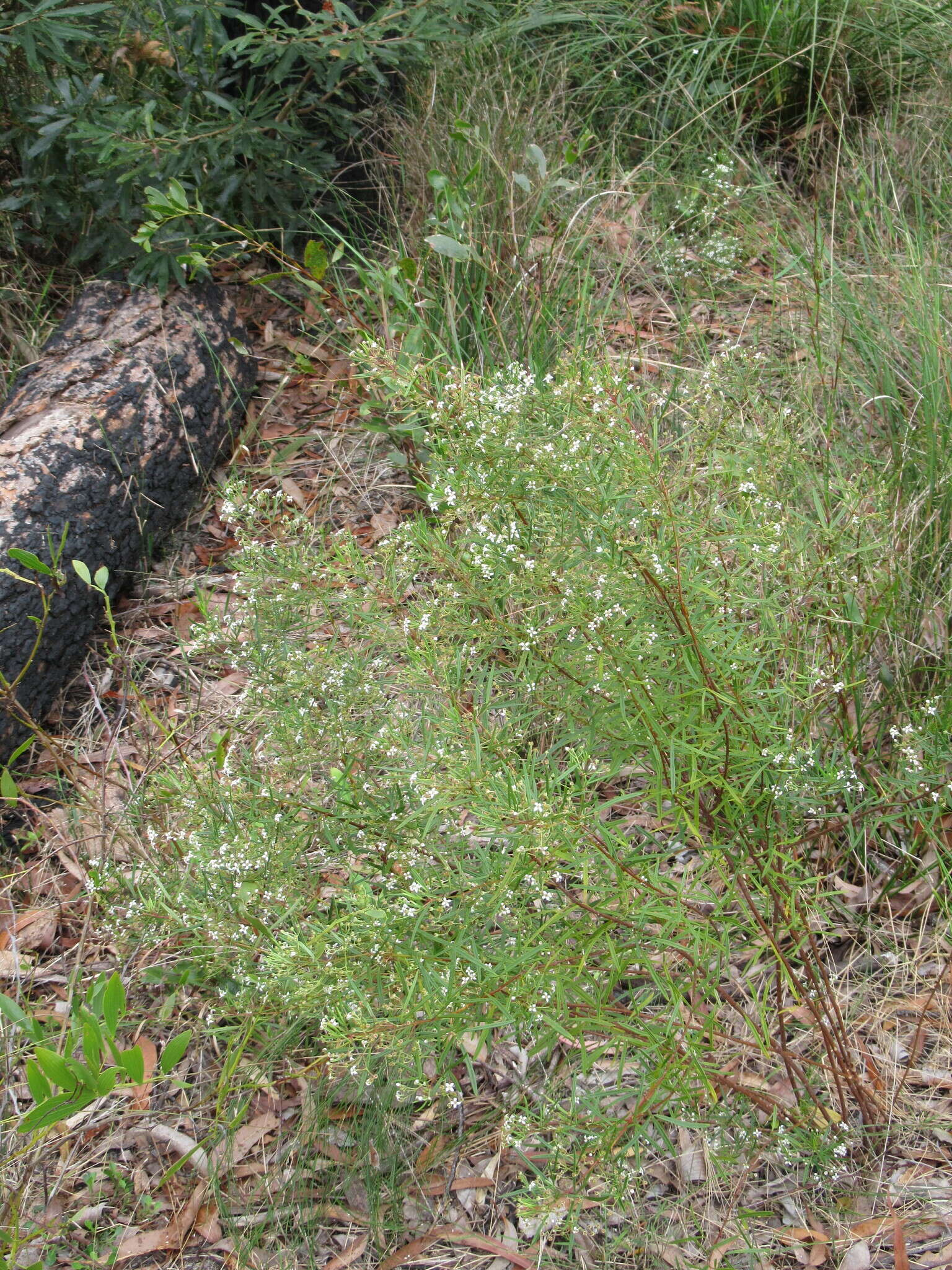 Image of Zieria laxiflora (Benth.) Domin