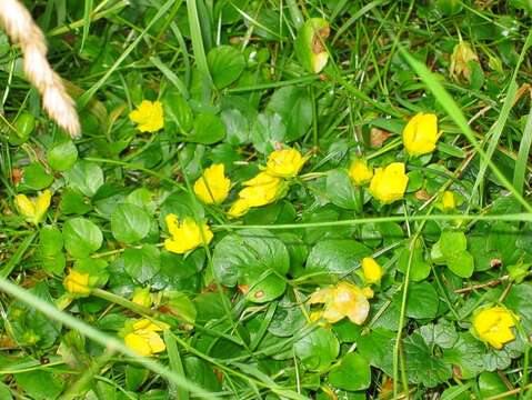 Image of creeping jenny