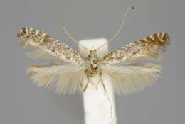 Image of Hazel Slender