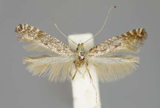 Image of Hazel Slender