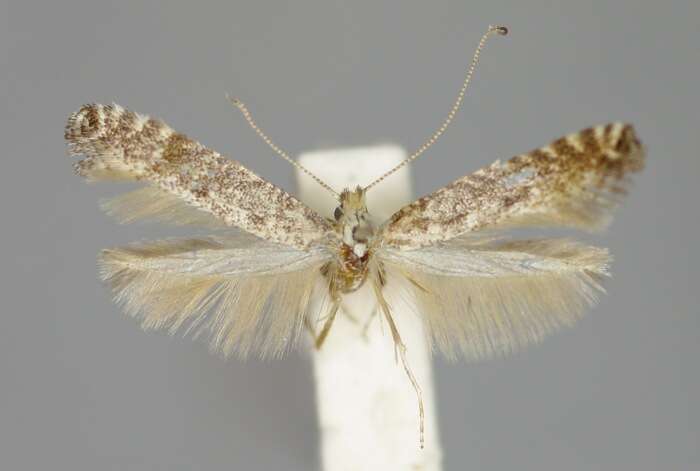 Image of Hazel Slender