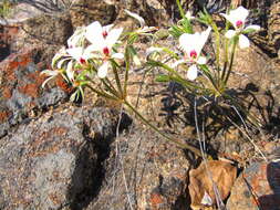 Image of Pelargonium grenvilleae (Andr.) Harv.