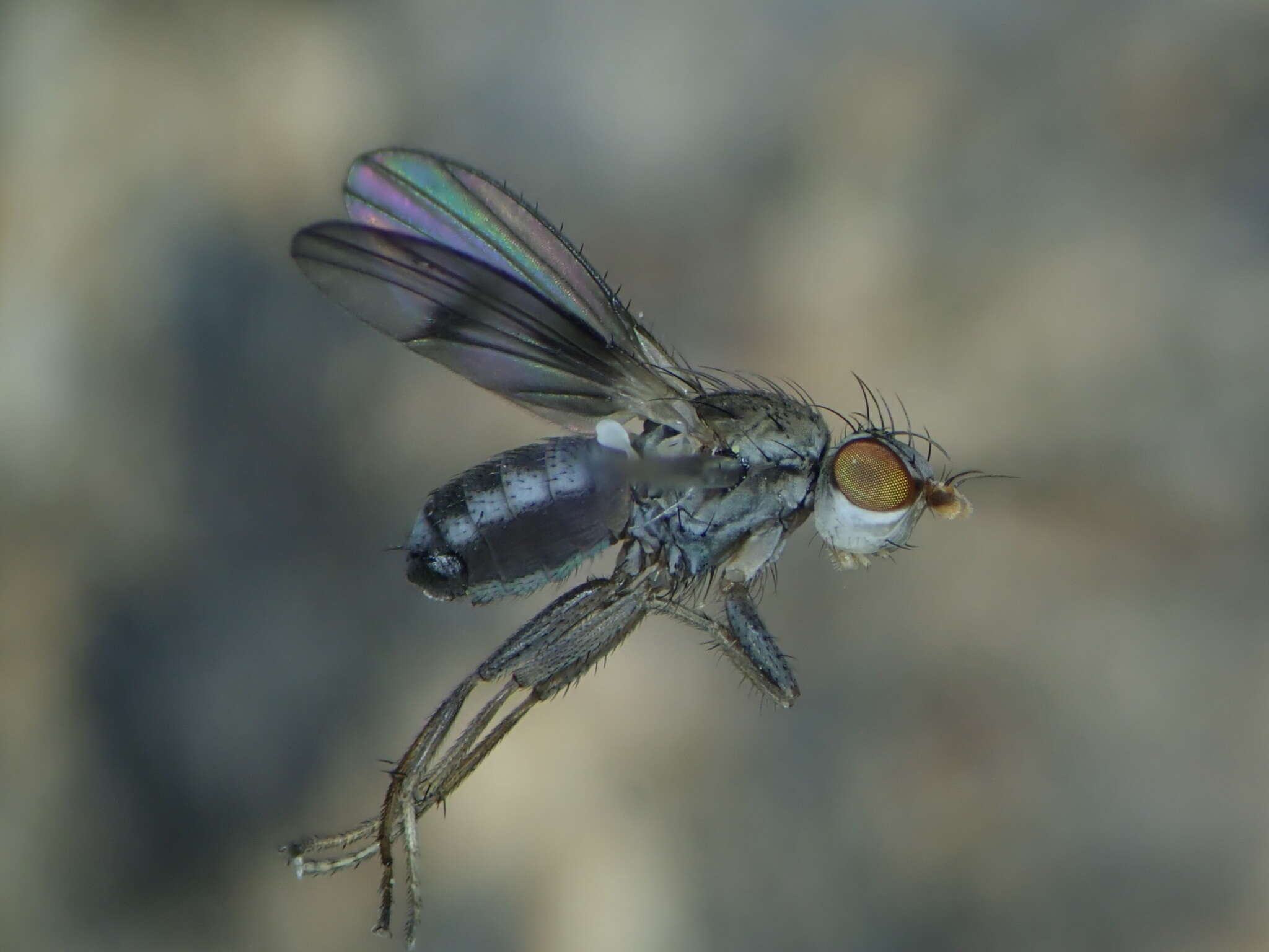 Image of Trixoscelis obscurella (Fallen 1823)